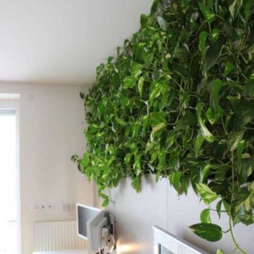 Exemplo de jardim vertical com prateleiras de madeira e jiboias