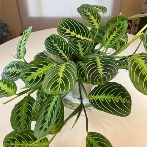 Pothos Global Green em vaso suspenso ideal para prateleiras