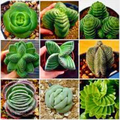 Maranta com suas folhas coloridas abrindo na luz da manha