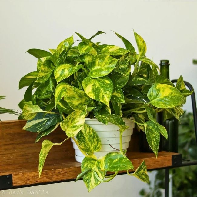 Plantas decorativas em vasos sobre bancada iluminada de sala moderna